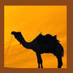 Camel safari, Camel safari in osian, Tents in osian, camping in osian, osian camel camp, Osian Camps, Puskar Camps, Camps in Rajasthan, Desert Camps, Desert Safari, Camps and Safaries Osian, Camps in puskar, Osian Camps, Safari in puskar, Raj Bakshi Jodhpur, Rajasthan with Raj